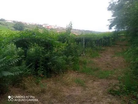 Vigneto Lanciano