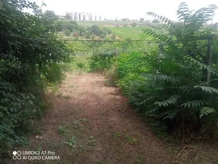 Vigneto Lanciano