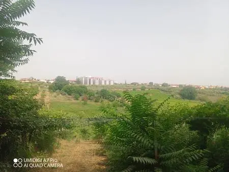 Vigneto Lanciano