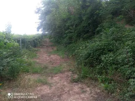 Vigneto Lanciano