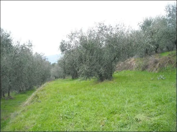 Villa Trifamiliare via Gobbi 119, Monsummano Terme