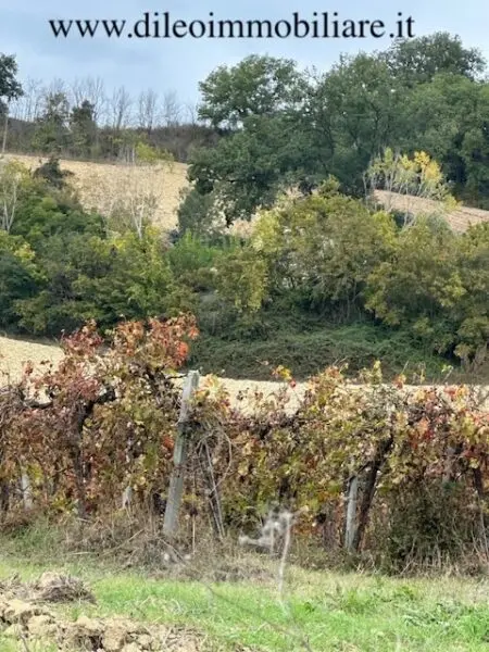 Casale via Contrada Case Rosse, Ripatransone