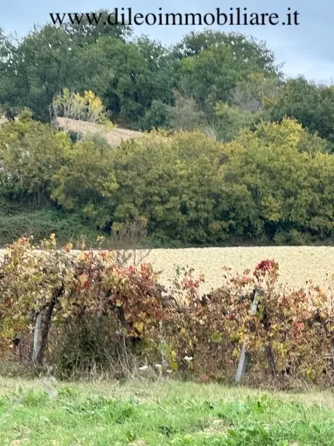 Immagine per Casale in vendita a Ripatransone via Contrada Case Rosse
