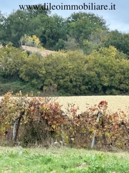 Casale via Contrada Case Rosse, Ripatransone