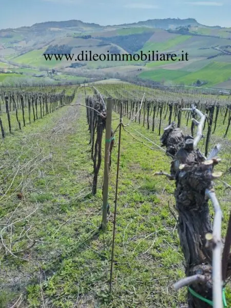 Vigneto via Contrada Menocchia 180, Montefiore Dell'Aso