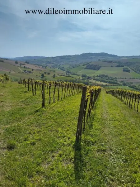 Vigneto via Contrada Menocchia 180, Montefiore Dell'Aso