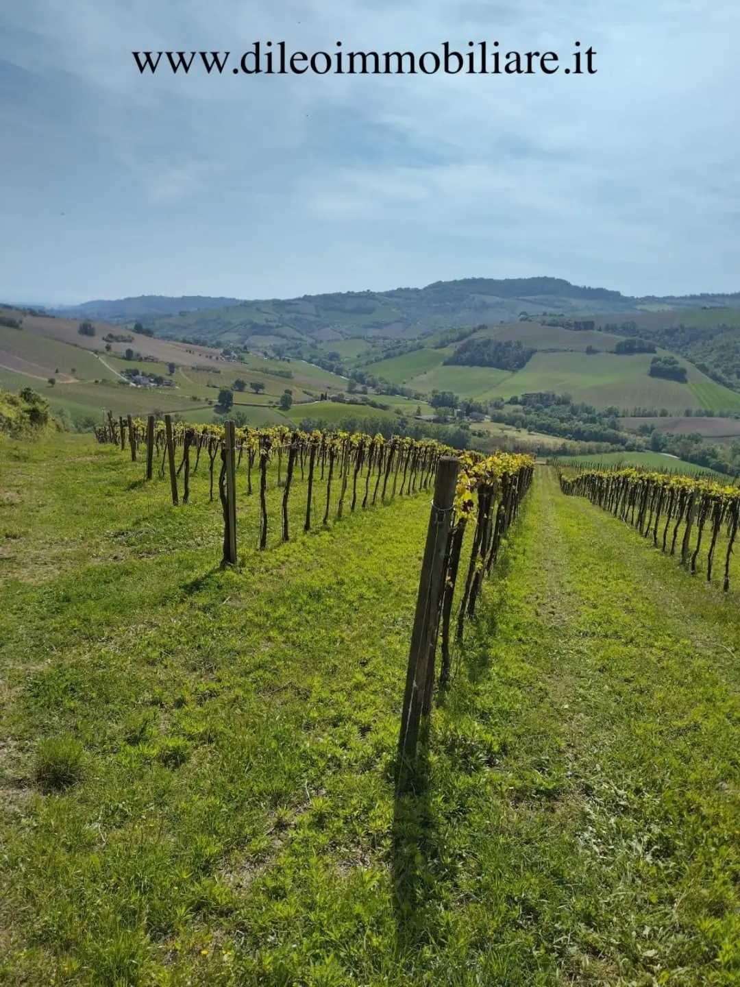 Immagine per Vigneto in vendita a Montefiore dell'Aso via Contrada Menocchia 180