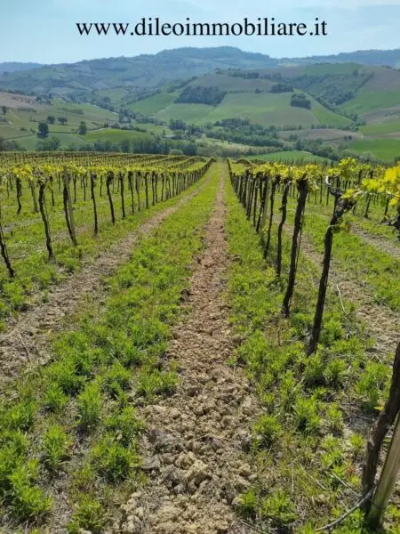 Vigneto via Contrada Menocchia 180, Montefiore Dell'Aso