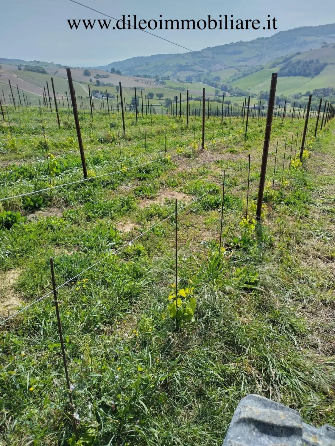 Immagine per Vigneto in vendita a Montefiore dell'Aso via Contrada Menocchia 180