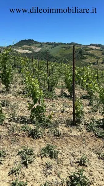 Vigneto via Contrada Menocchia 180, Montefiore Dell'Aso