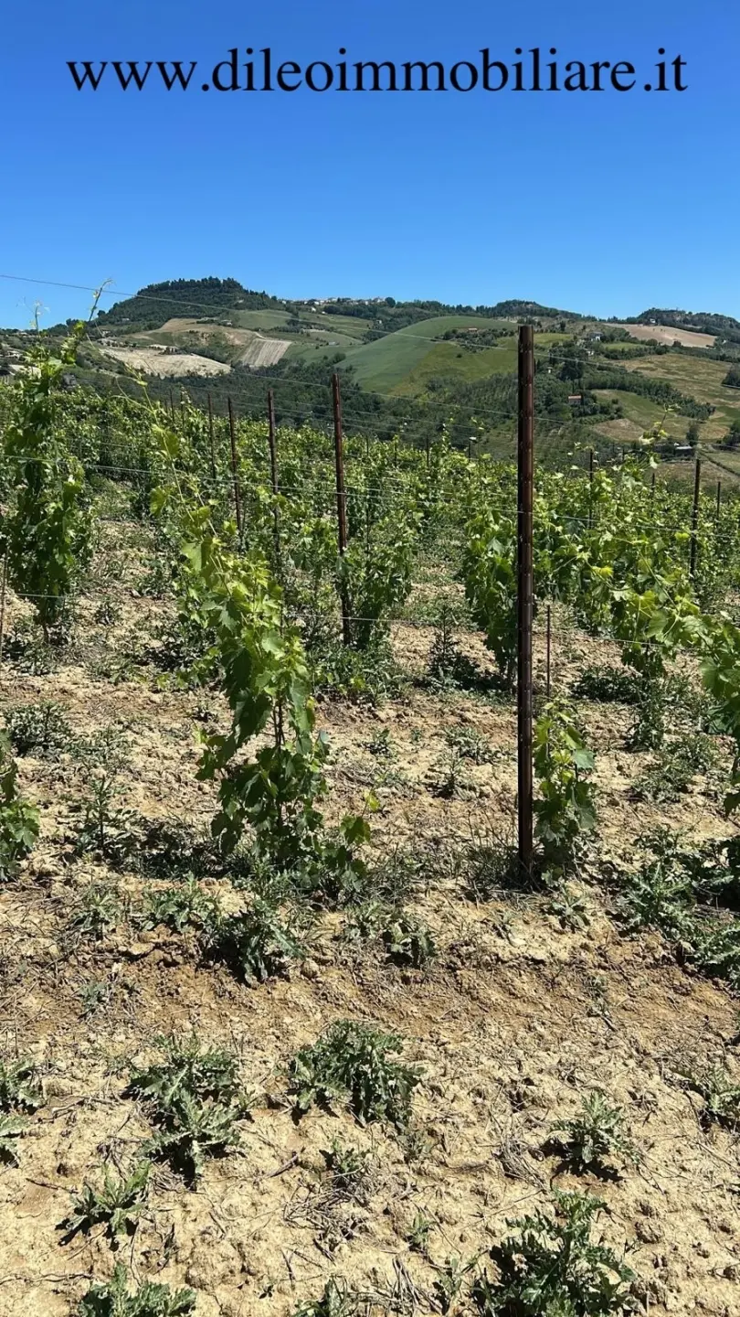 Immagine per Vigneto in vendita a Montefiore dell'Aso via Contrada Menocchia 180