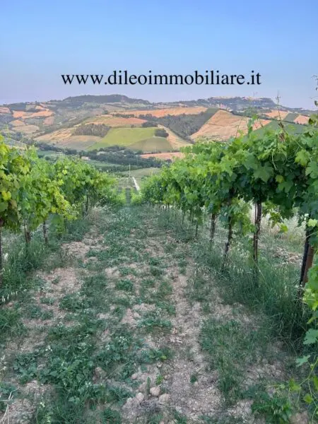 Vigneto via Contrada Menocchia 180, Montefiore Dell'Aso