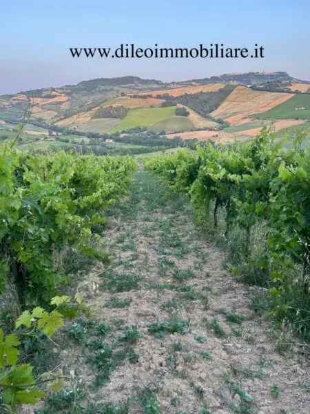 Vigneto via Contrada Menocchia 180, Montefiore Dell'Aso