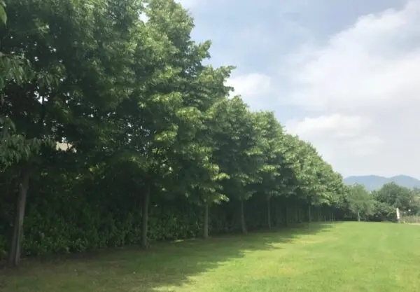 Villa via Provinciale 252, Cumiana