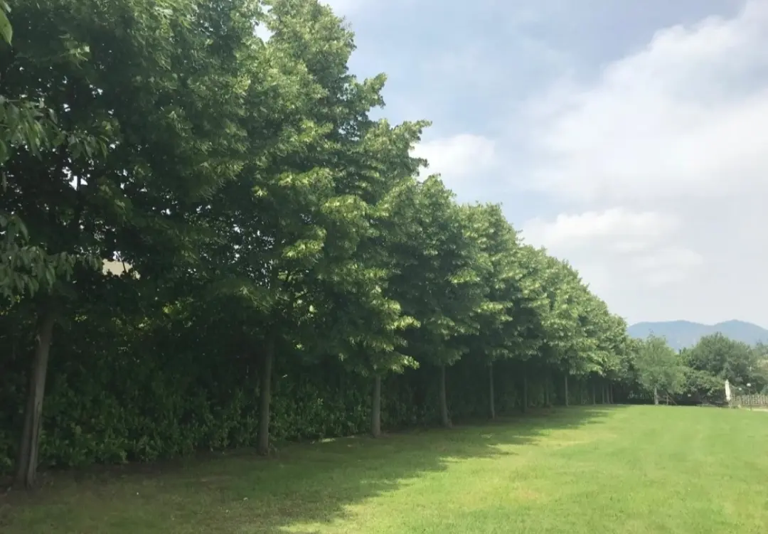 Immagine per Villa in vendita a Cumiana via Provinciale 252