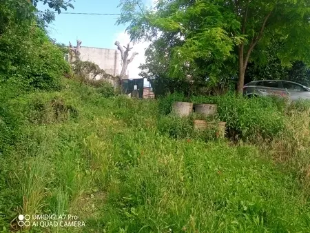 Uliveto via Contrada Marcianese, Lanciano