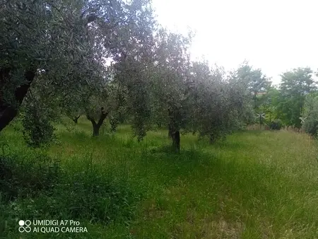 Uliveto via Contrada Marcianese, Lanciano
