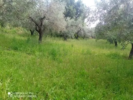 Uliveto via Contrada Marcianese, Lanciano