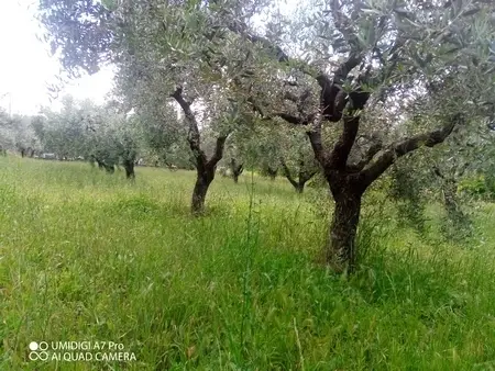 Uliveto via Contrada Marcianese, Lanciano