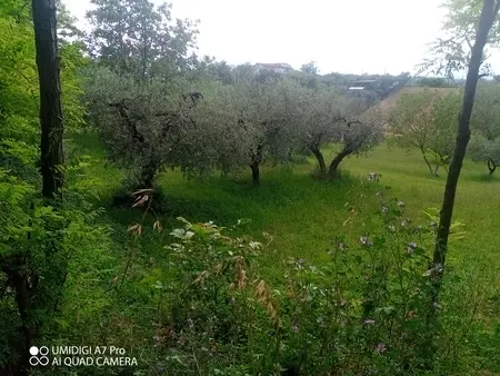 Uliveto via Contrada Marcianese, Lanciano