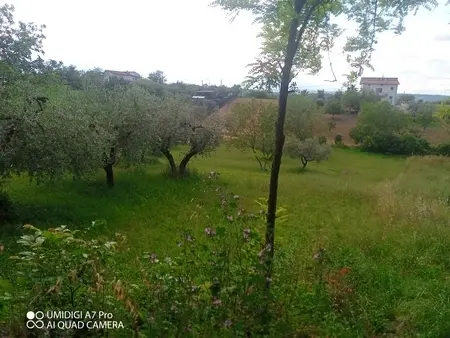 Uliveto via Contrada Marcianese, Lanciano