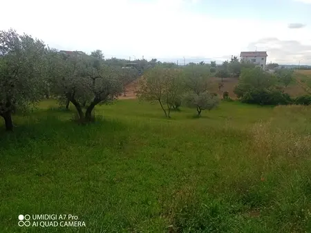 Uliveto via Contrada Marcianese, Lanciano