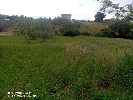 Uliveto via Contrada Marcianese, Lanciano