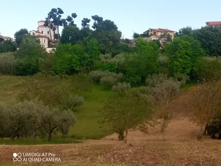 Uliveto via Contrada Marcianese, Lanciano