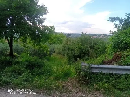 Uliveto via Contrada Marcianese, Lanciano