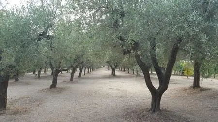Terreno Santa Maria Imbaro