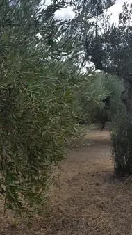 Terreno Santa Maria Imbaro