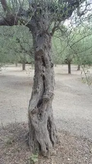 Terreno Santa Maria Imbaro
