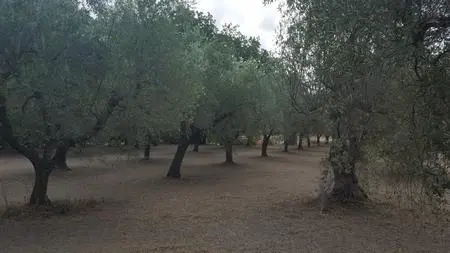 Terreno Santa Maria Imbaro
