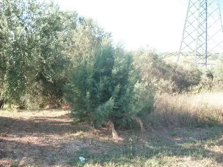 Uliveto Lanciano