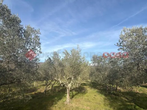 Terreno Agricolo Arezzo