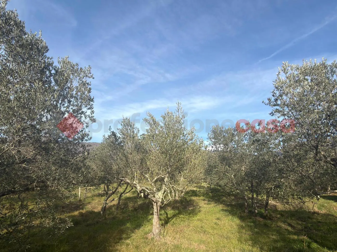 Immagine per Terreno Agricolo in vendita a Arezzo