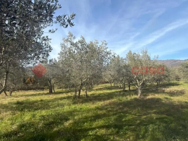 Terreno Agricolo Arezzo