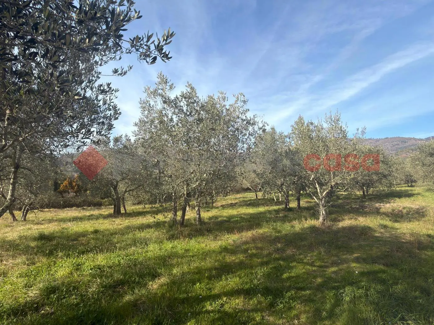 Immagine per Terreno Agricolo in vendita a Arezzo