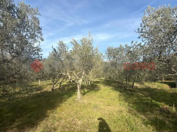 Terreno Agricolo Arezzo