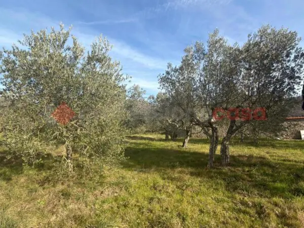 Terreno Agricolo Arezzo