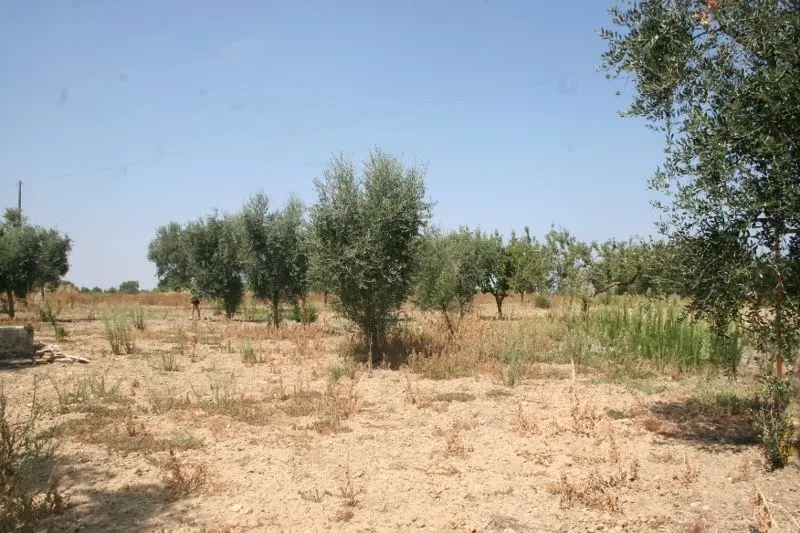 Immagine per Agricolo in affitto a Cutrofiano via Contrada Mandrò