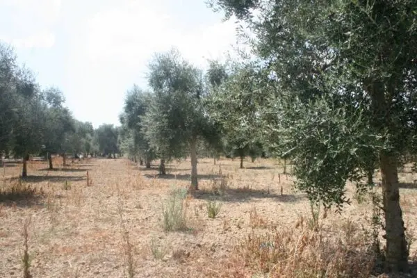Agricolo via Contrada Mandrò, Cutrofiano