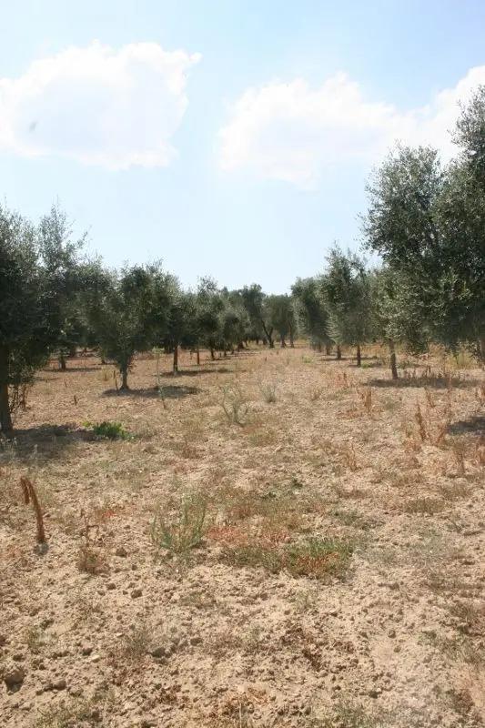 Immagine per Agricolo in affitto a Cutrofiano via Contrada Mandrò
