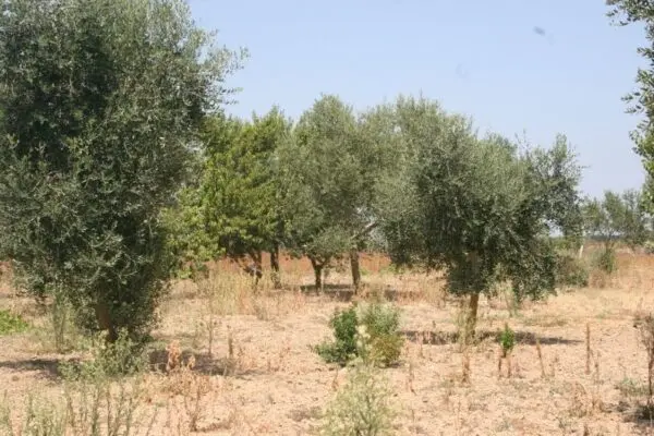 Immagine per Agricolo in affitto a Cutrofiano via Contrada Mandrò