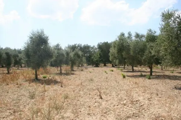 Immagine per Agricolo in affitto a Cutrofiano via Contrada Mandrò