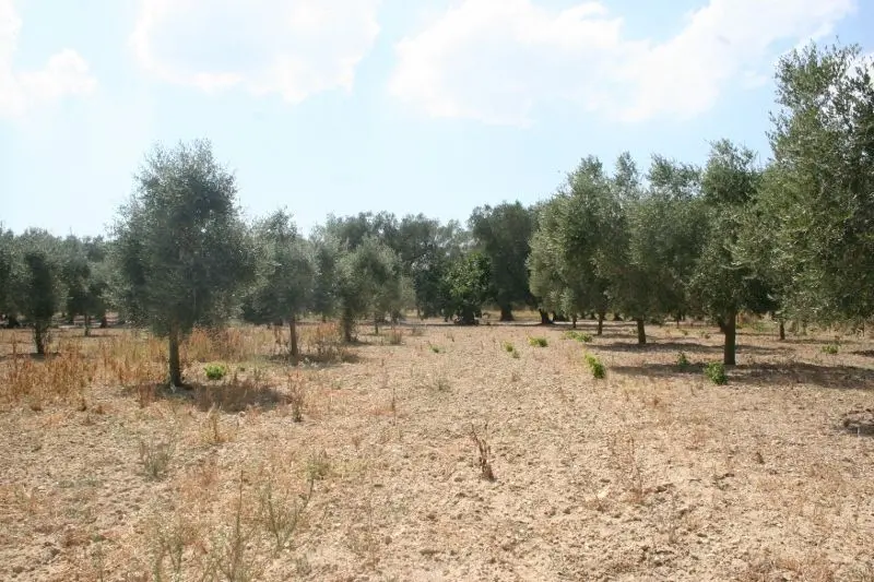 Immagine per Agricolo in affitto a Cutrofiano via Contrada Mandrò