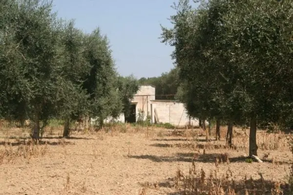 Agricolo via Contrada Mandrò, Cutrofiano