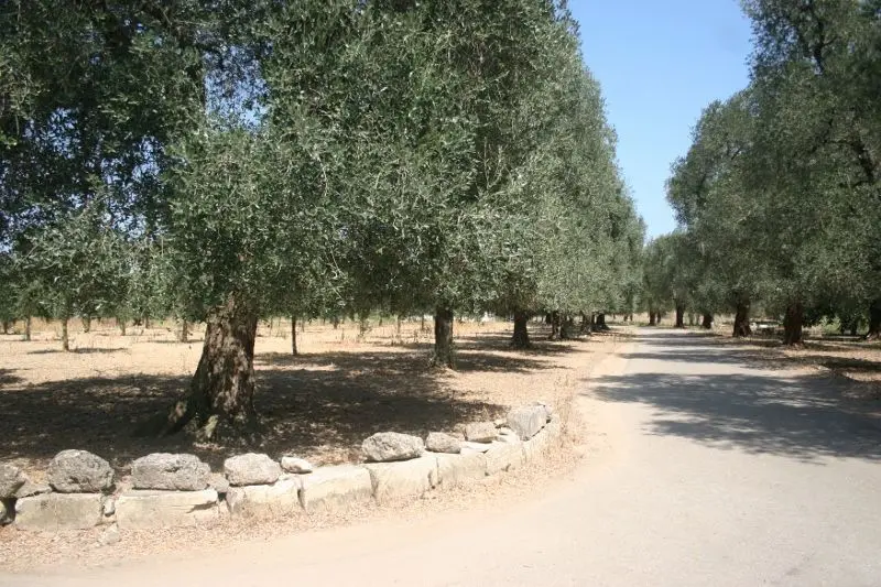Immagine per Agricolo in affitto a Cutrofiano via Contrada Mandrò