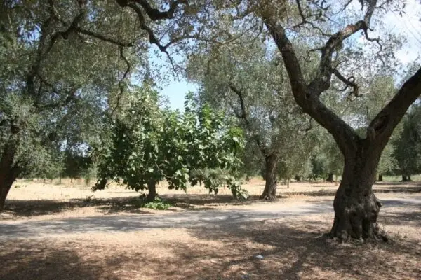 Agricolo via Contrada Mandrò, Cutrofiano