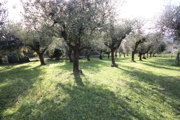 Villa Trifamiliare via Di Tiglio 611, Capannori